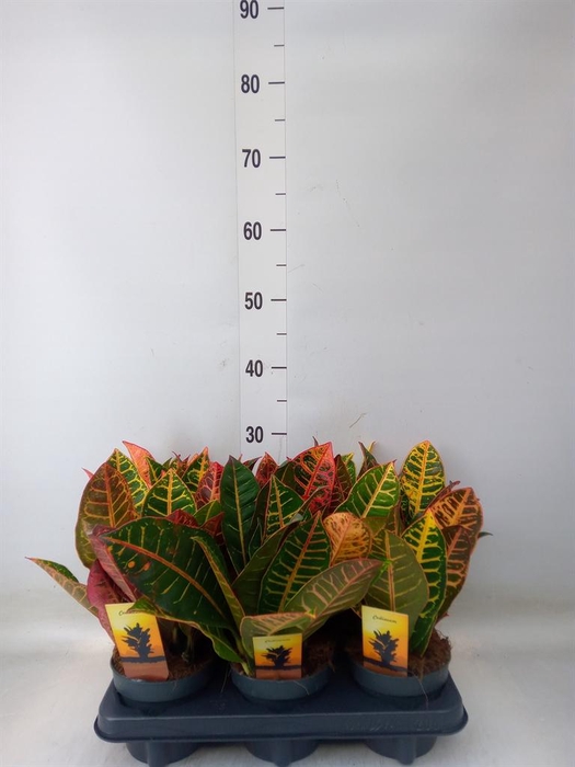 <h4>Codiaeum var. GR 'Petra'</h4>