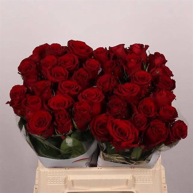 <h4>R GR RED BENTLEY</h4>