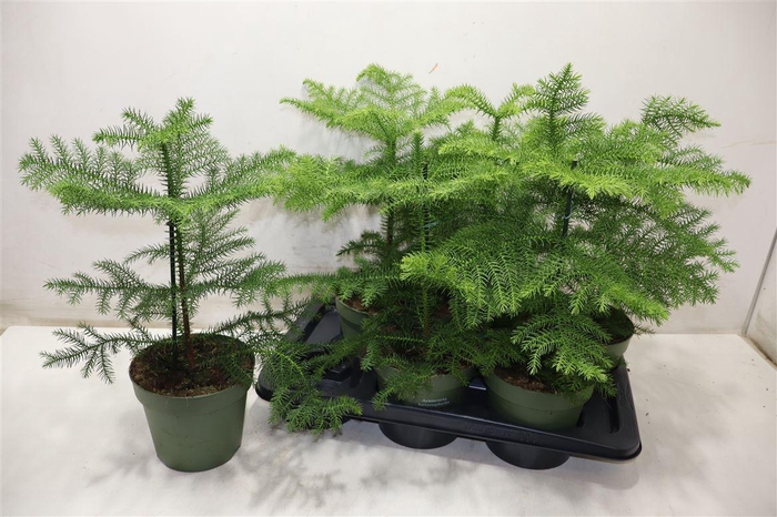 <h4>Arau Heterophyl</h4>