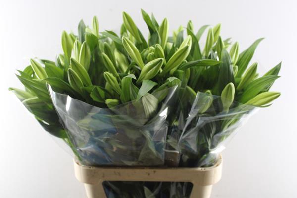 <h4>Li Lf Watch Up 2+</h4>