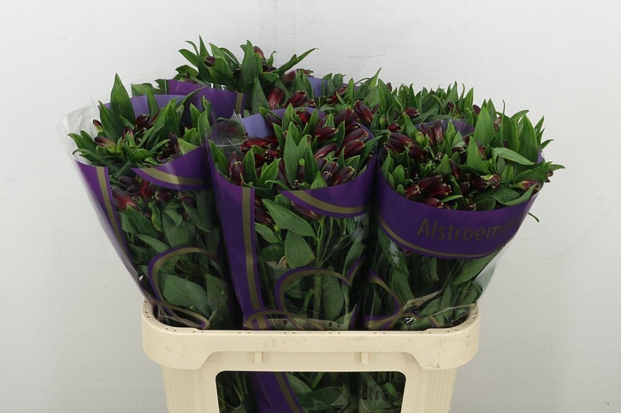 <h4>Alstr Rumba</h4>