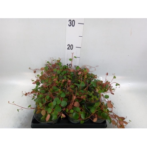 Peperomia  'Pepperspot'