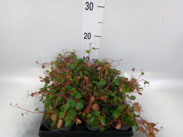 <h4>Peperomia  'Pepperspot'</h4>