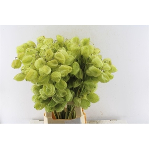 Asclepia Gom Fr Moby Dick