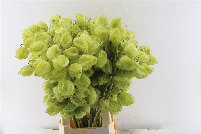 <h4>Asclepia Gom Fr Moby Dick</h4>