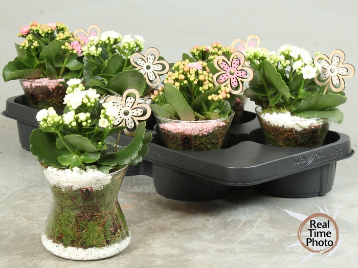 <h4>ARR KAMERPL</h4>