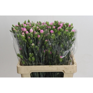 Dianthus Sp Yongo