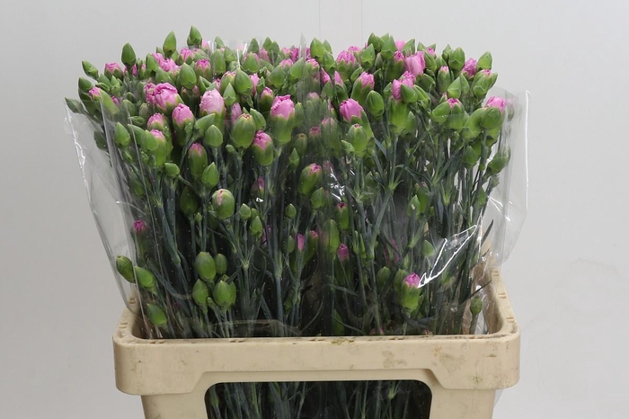 Dianthus Sp Yongo