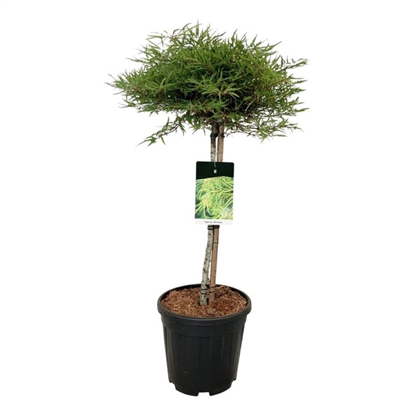 <h4>Fagus syl. 'Mercedes'</h4>