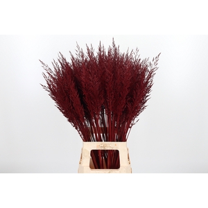 Calamagrostis Kl Bh Bordeaux