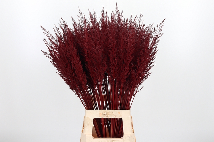 <h4>Calamagrostis Kl Bh Bordeaux</h4>