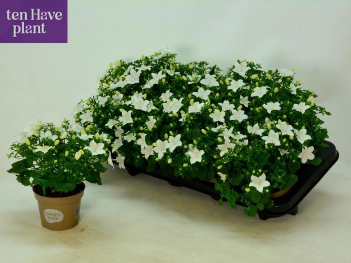 <h4>CAMP IS ATLANT WHITE</h4>