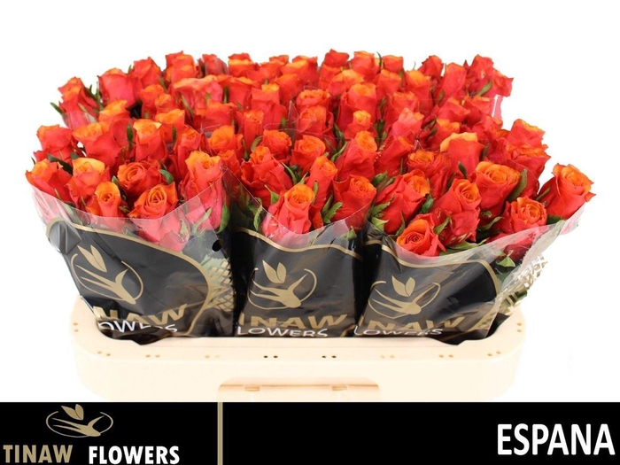 <h4>R Gr Espana</h4>