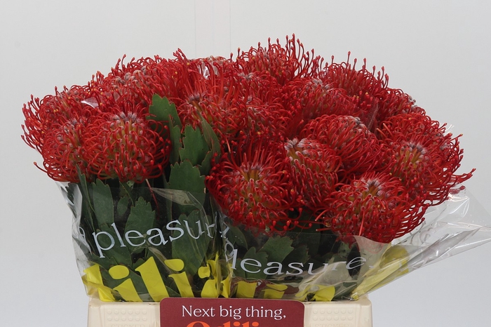 <h4>Nutans Ayoba Red</h4>