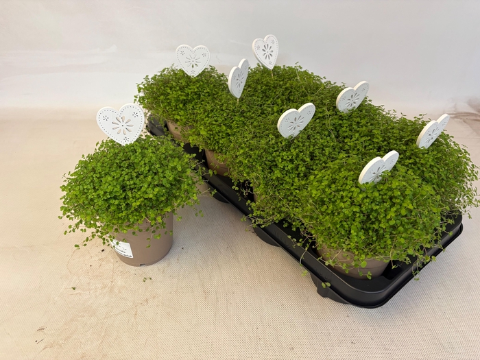 <h4>SOLEI SOL GROEN</h4>