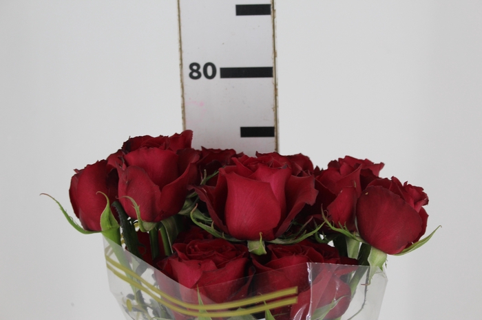 <h4>ROSA SAMOURAI 070 CM ESTUFA</h4>