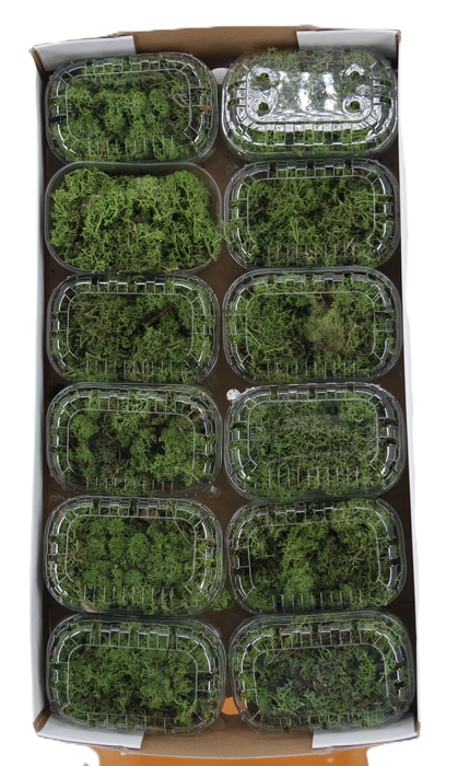 <h4>MOSSEN OV H%</h4>