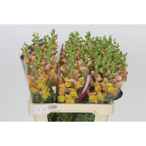 Antirrhinum Potomac Dark Orange