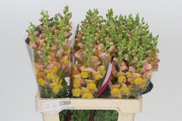 Antirrhinum Potomac Dark Orange