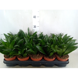 Dracaena frag. 'Compacta'