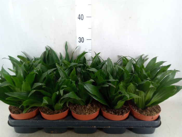 <h4>Dracaena frag. 'Compacta'</h4>