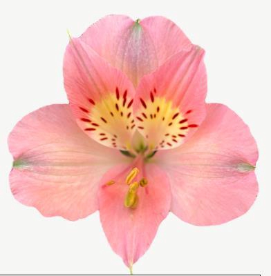 <h4>Alstr Dubai</h4>