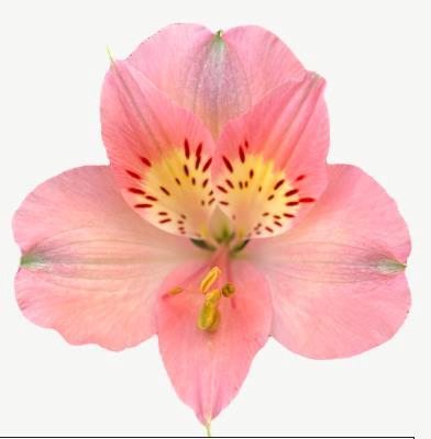 <h4>Alstr Dubai</h4>