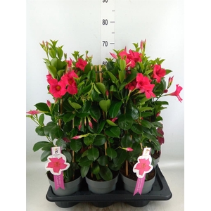 Mandevilla sand. 'SumStar Pink'