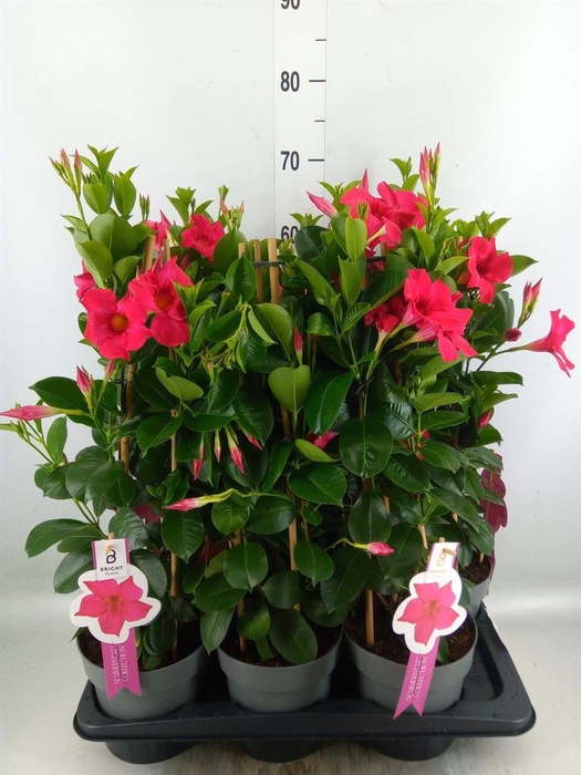 <h4>Mandevilla sand. 'SumStar Pink'</h4>