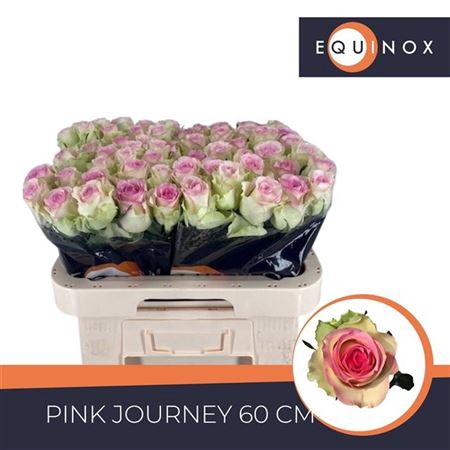 <h4>Rosa grootbloemig Pink Journey</h4>