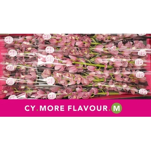 Mini cymbidium 'Solo' 50 cm