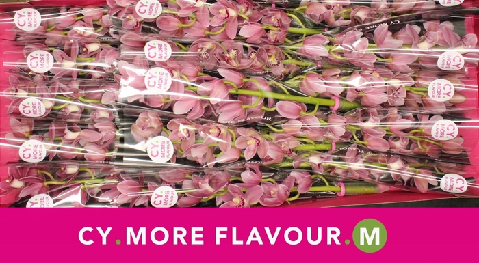 <h4>Mini cymbidium 'Solo' 50 cm</h4>