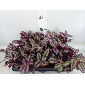 Tradescantia   ...