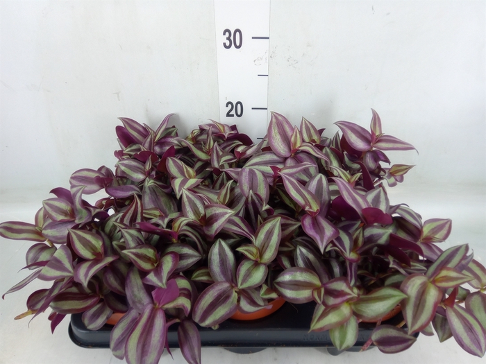 <h4>Tradescantia   ...</h4>