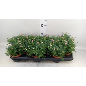 Argyranthemum  'La Rita Pink'