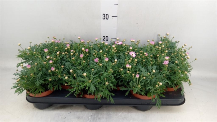 <h4>Argyranthemum  'La Rita Pink'</h4>
