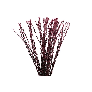 Salix Snowflake Klb Pink