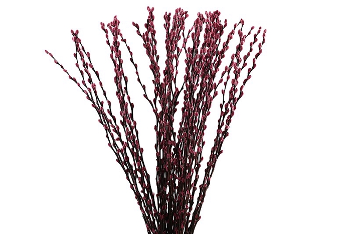 Salix Snowflake Klb Pink