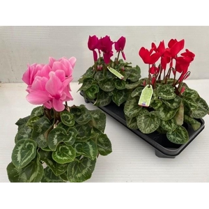 CYCL GR SUP LEOPARDO