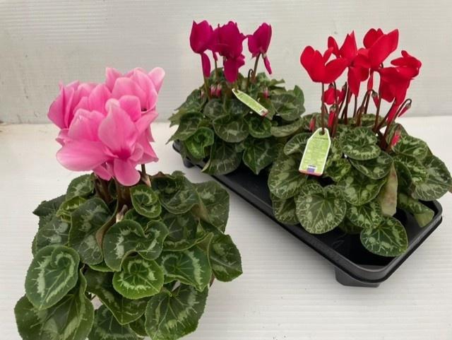 <h4>CYCL GR SUP LEOPARDO</h4>