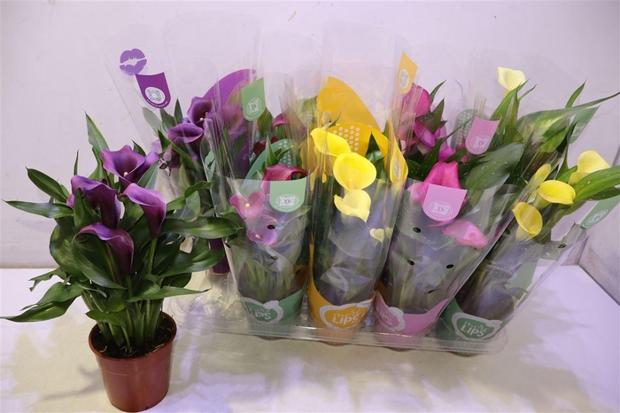 <h4>arr8 Zant Gem</h4>