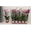 PHAL MF GEM