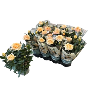 RO BELAMI KORDANA GR