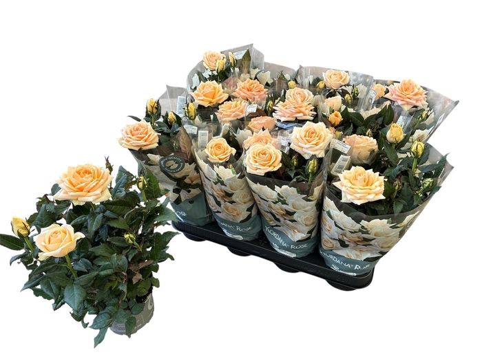 <h4>RO BELAMI KORDANA GR</h4>