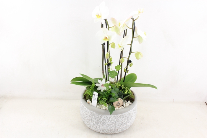 <h4>arr2 PL - Ker. barok grey phal. cascade wit</h4>
