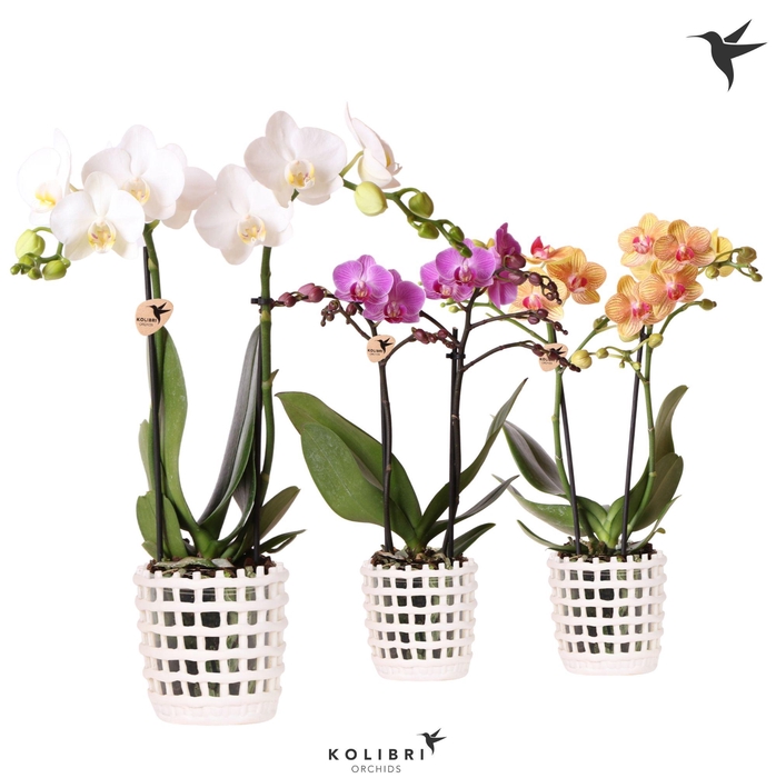 <h4>Kolibri Orchids Phalaenopsis mix 2 spike in Mesh pot white</h4>