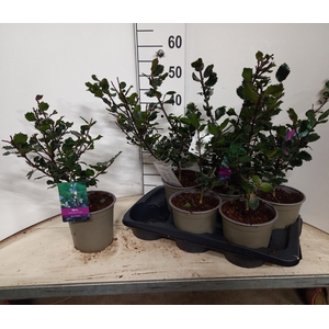 ILEX MES BLUE PRINC