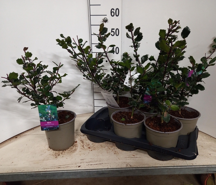 <h4>ILEX MES BLUE PRINC</h4>