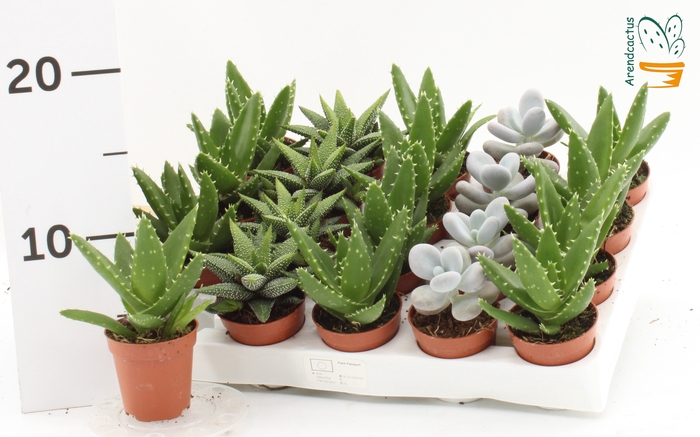 <h4>SUCC GEM 5 SRT</h4>