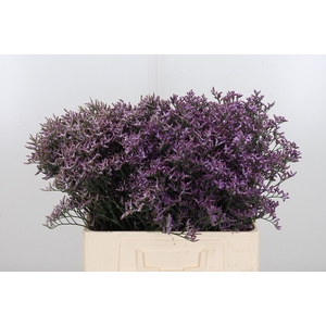 Limon Safora Lilac